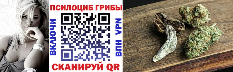 Купить где  Абакан  Псилоцибиновые грибы Psilocybine cubensis 